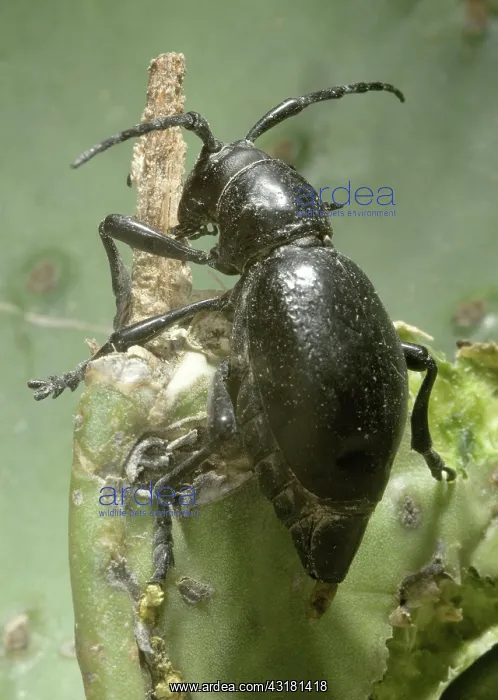 : Giant cactus longhorn beetle, Moneilema gigas : Giant cactus longhorn beetle, Moneilema gigas