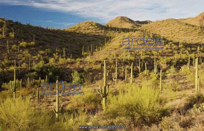 : Giant Cactus or Saguaro : Giant Cactus or Saguaro
