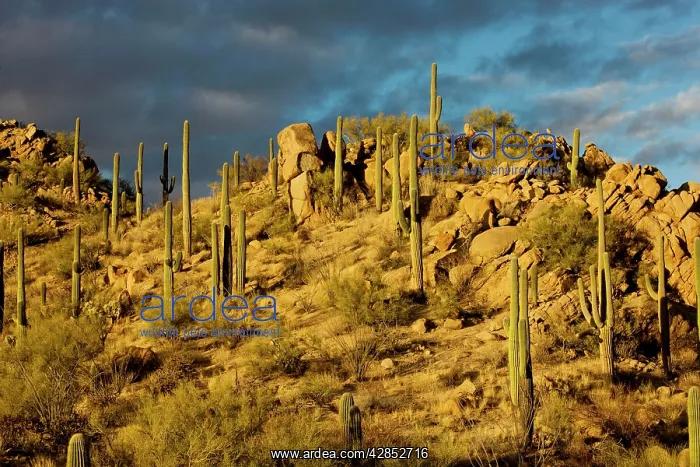 : Giant Cactus or Saguaro : Giant Cactus or Saguaro