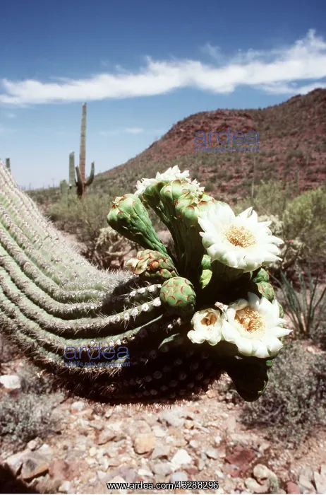 : GIANT CACTUS - Saguaro : GIANT CACTUS - Saguaro