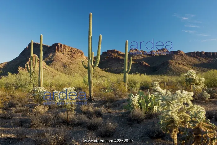 : Giant Cactus or Saguaro with chollas : Giant Cactus or Saguaro with chollas