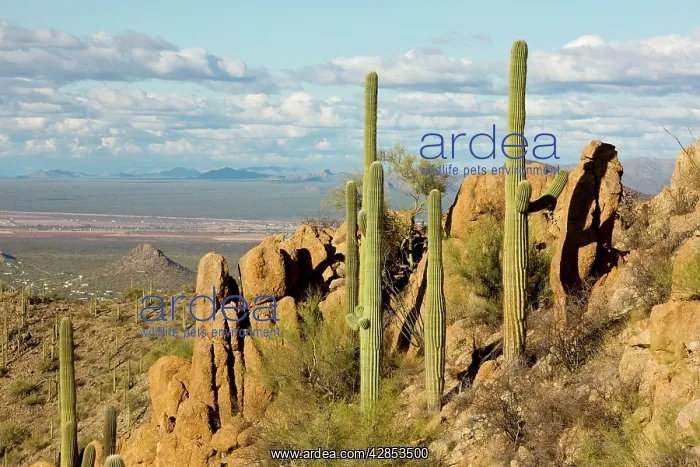 : Giant Cactus / Saguaro - Saguaro National Park (west) : Giant Cactus / Saguaro - Saguaro National Park (west)
