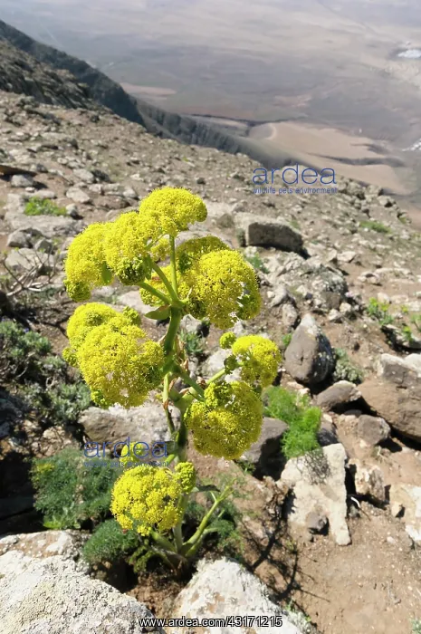 : Giant Canary Fennel, Ferula linkii, Plant growing outdoor in : Giant Canary Fennel, Ferula linkii, Plant growing outdoor in