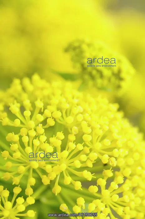 : Giant Canary Fennel, Ferula linkii, Close up detail of yello : Giant Canary Fennel, Ferula linkii, Close up detail of yello