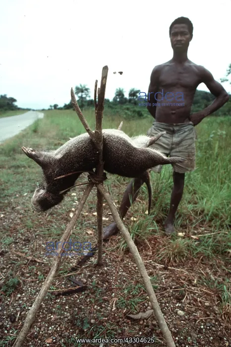 : Giant Cane Rat - for sale as Bush meat : Giant Cane Rat - for sale as Bush meat