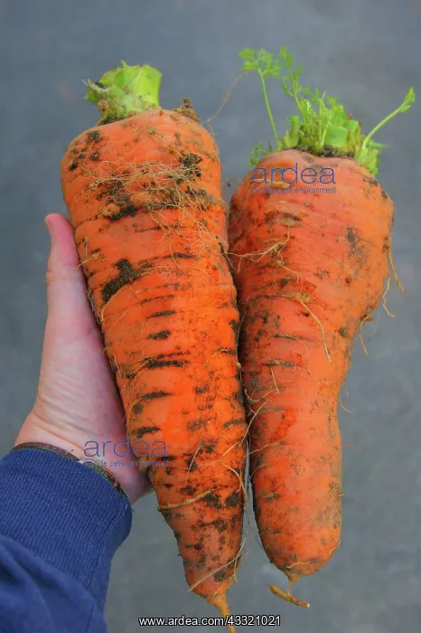 : Giant Carrots : Giant Carrots