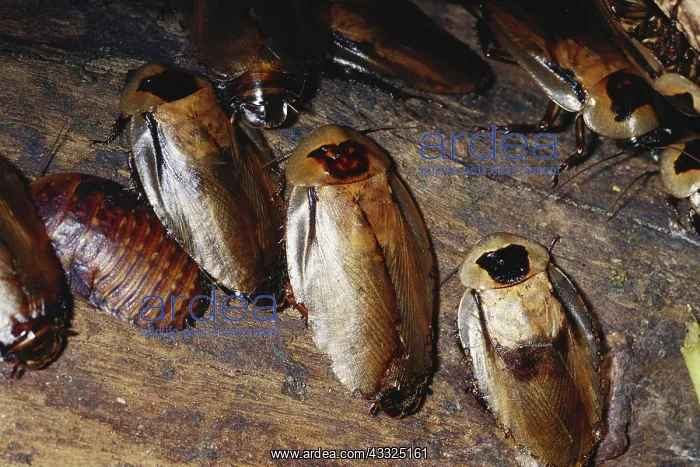 : Giant Cave Cockroaches : Giant Cave Cockroaches