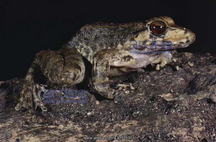 : Giant Cave Frog : Giant Cave Frog
