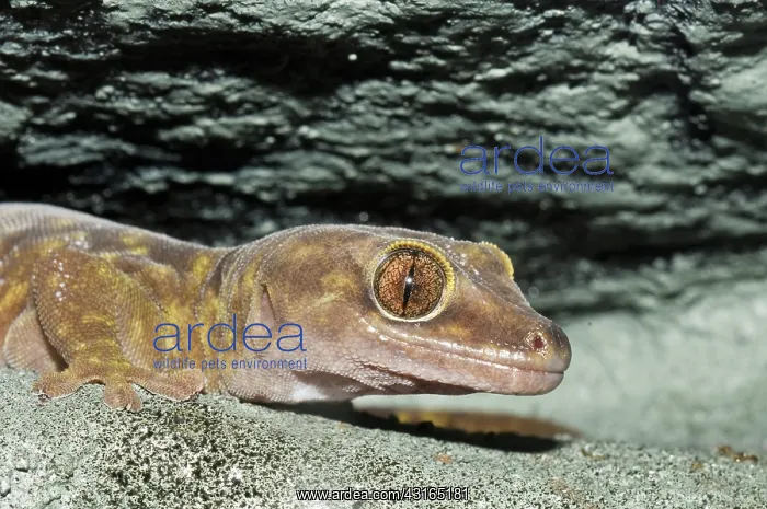 : Giant cave gecko : Giant cave gecko