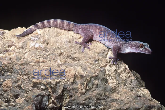 : GIANT CAVE GECKO - on rock : GIANT CAVE GECKO - on rock