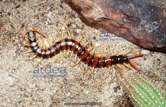 : GIANT CENTIPEDE - & CACTUS : GIANT CENTIPEDE - & CACTUS
