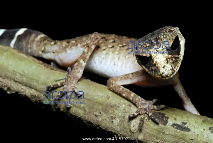  : Giant Chameleon Gecko