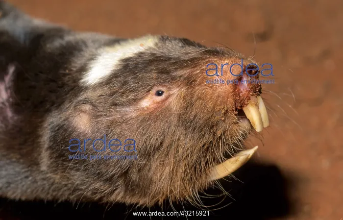 : Giant or checkered elephant shrew (Rhynchocyon cirnei) : Giant or checkered elephant shrew (Rhynchocyon cirnei)