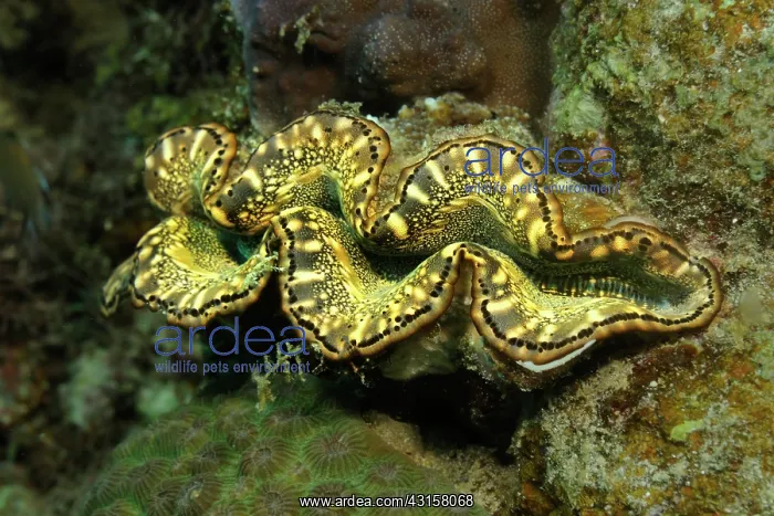 : Giant Clam : Giant Clam