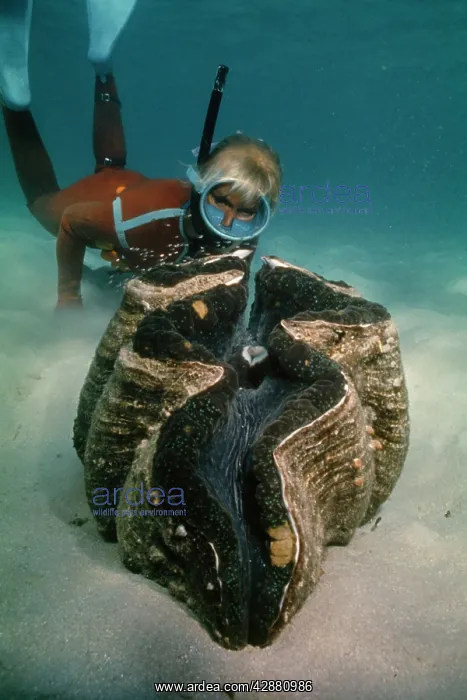 : Giant Clam - Great Barrier Reef : Giant Clam - Great Barrier Reef
