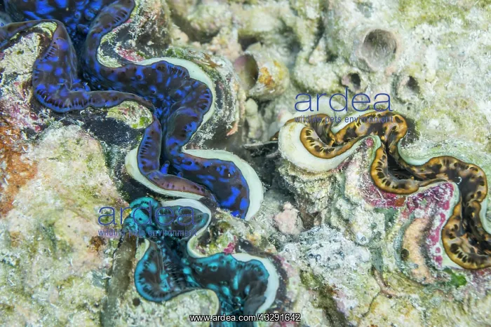  : Giant Clam - Maldives