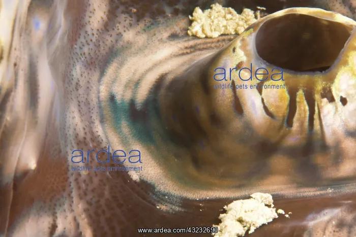 : Giant Clam Mantle (Tridacna gigas), Puerto : Giant Clam Mantle (Tridacna gigas), Puerto