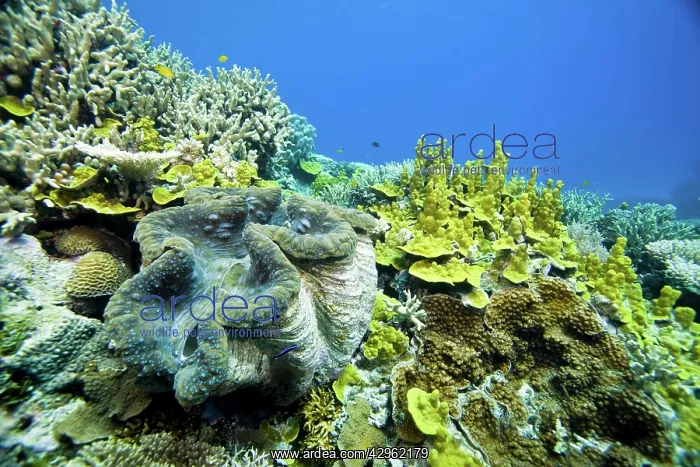 : Giant clam - on reef : Giant clam - on reef
