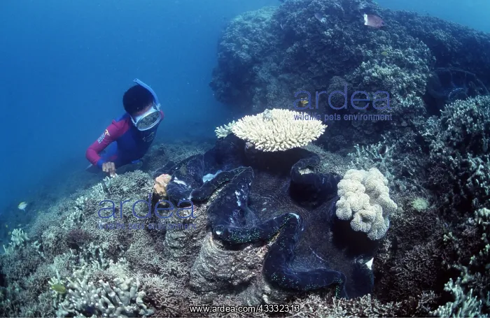 : GIANT CLAM - & SNORKELLER : GIANT CLAM - & SNORKELLER