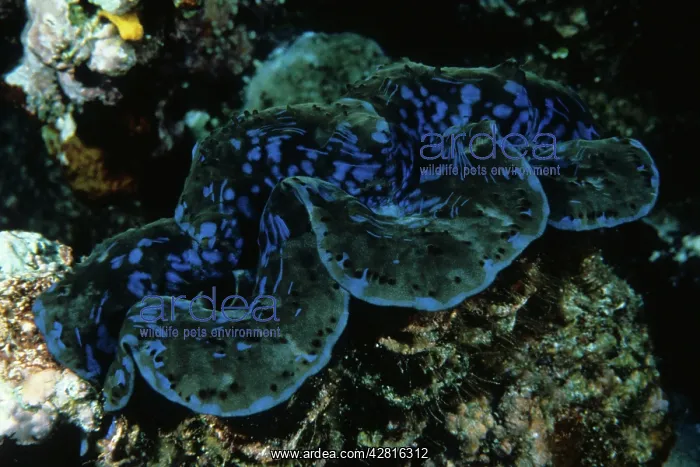 : Giant clam, Tridacna gigas, Walindi, West New Britain, Papua : Giant clam, Tridacna gigas, Walindi, West New Britain, Papua