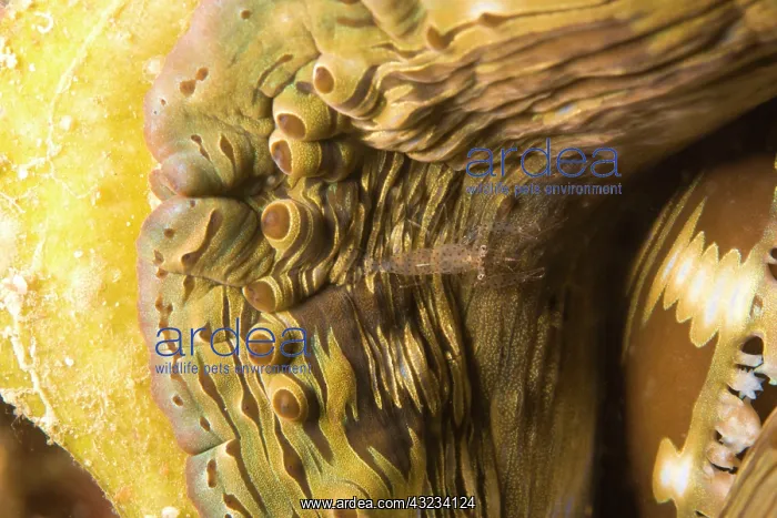 : Giant clam (Tridacna squamosa), scuba diving : Giant clam (Tridacna squamosa), scuba diving