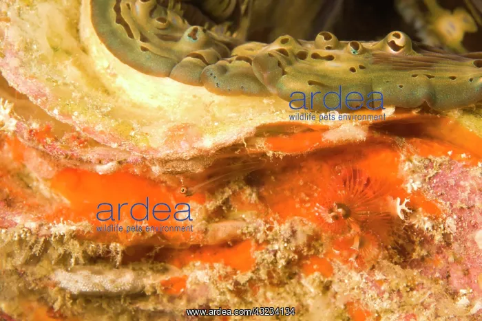 : Giant clam (Tridacna squamosa), scuba diving : Giant clam (Tridacna squamosa), scuba diving