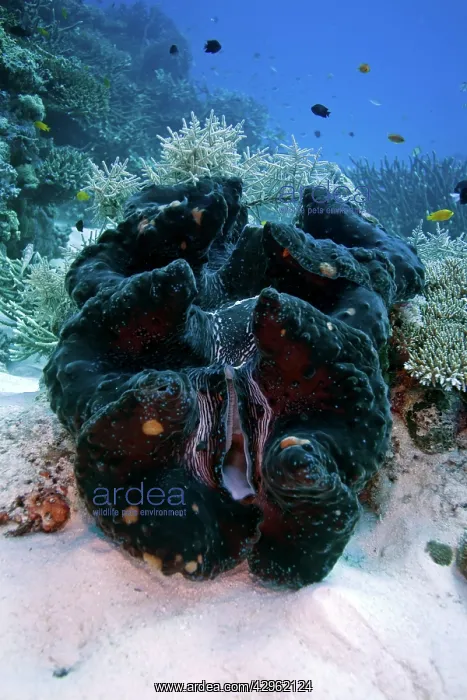 : Giant clam - wheeler Reef, Great Barrier Reef off Townsville : Giant clam - wheeler Reef, Great Barrier Reef off Townsville