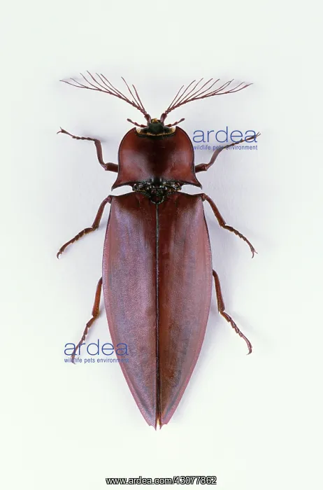 : Giant Click Beetle : Giant Click Beetle