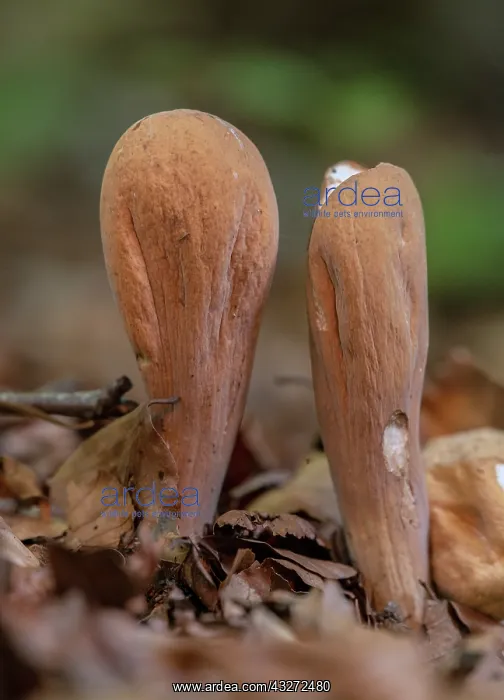 : Giant Club fungus, Clavariadelphus pistillaris group : Giant Club fungus, Clavariadelphus pistillaris group