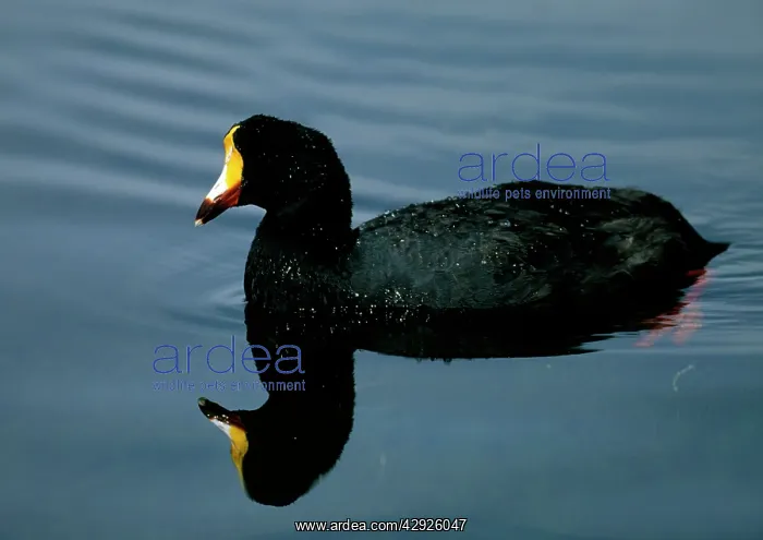 : Giant Coot - Swimming on water : Giant Coot - Swimming on water
