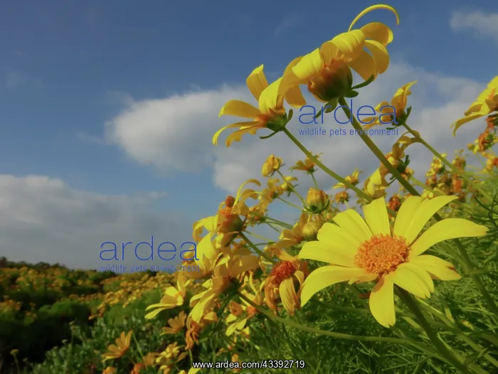 : Giant coreopsis (Coreopsis gigantea), also known : Giant coreopsis (Coreopsis gigantea), also known