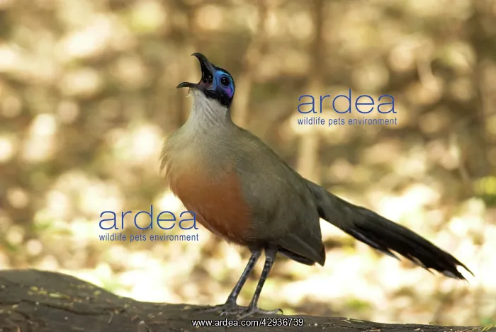 : Giant Coua - endemic. Calling from log on ground : Giant Coua - endemic. Calling from log on ground