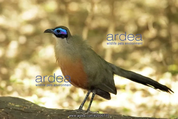 : Giant Coua - endemic. Standing on log : Giant Coua - endemic. Standing on log