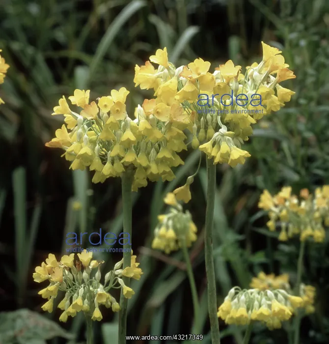 : Giant cowslip : Giant cowslip