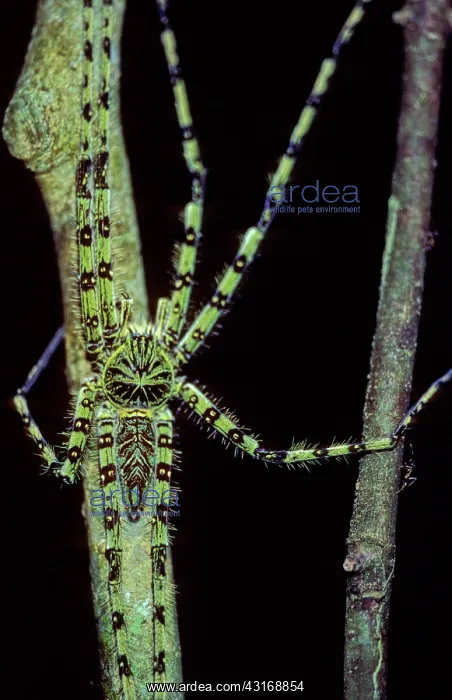 : Giant Crab Spider : Giant Crab Spider