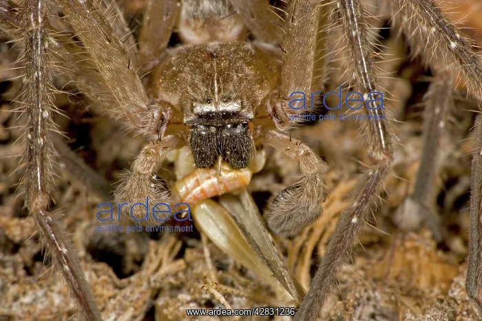 : Giant Crab Spider - eating grasshopper : Giant Crab Spider - eating grasshopper