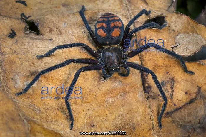 : Giant Crab Spider / Huntsman Spider (Olios sp.) : Giant Crab Spider / Huntsman Spider (Olios sp.)