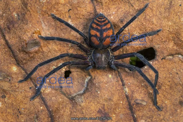 : Giant Crab Spider / Huntsman Spider (Olios sp.) : Giant Crab Spider / Huntsman Spider (Olios sp.)