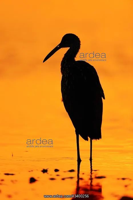 : Giant Crane (Aramus guarauna pictus) at sunset : Giant Crane (Aramus guarauna pictus) at sunset