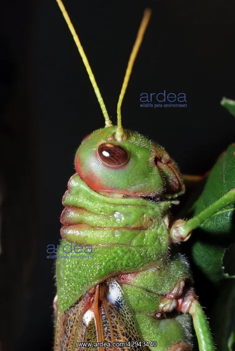  : Giant Cricket  /  Locust - from Central America