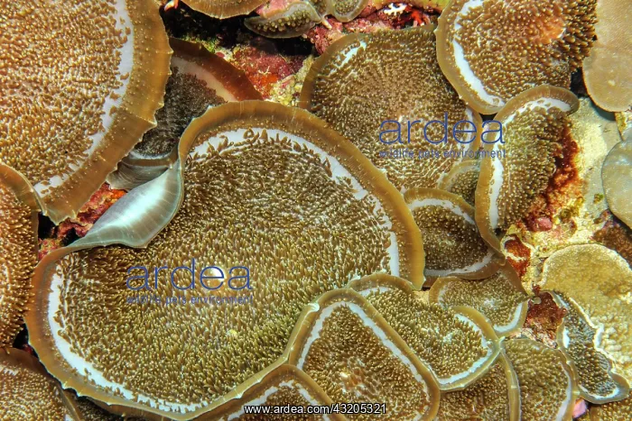 : Giant Cup Mushroom (Amplexidiscus fenestrafer) : Giant Cup Mushroom (Amplexidiscus fenestrafer)