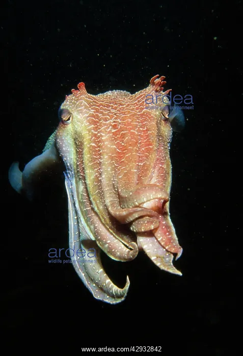 : Giant CUTTLEFISH : Giant CUTTLEFISH