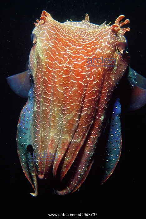 : Giant CUTTLEFISH : Giant CUTTLEFISH