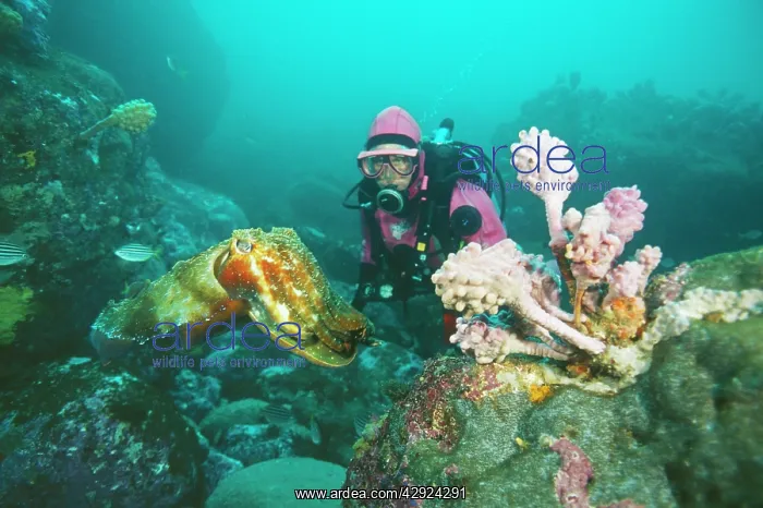 : GIANT CUTTLEFISH - with coral reef and diver : GIANT CUTTLEFISH - with coral reef and diver