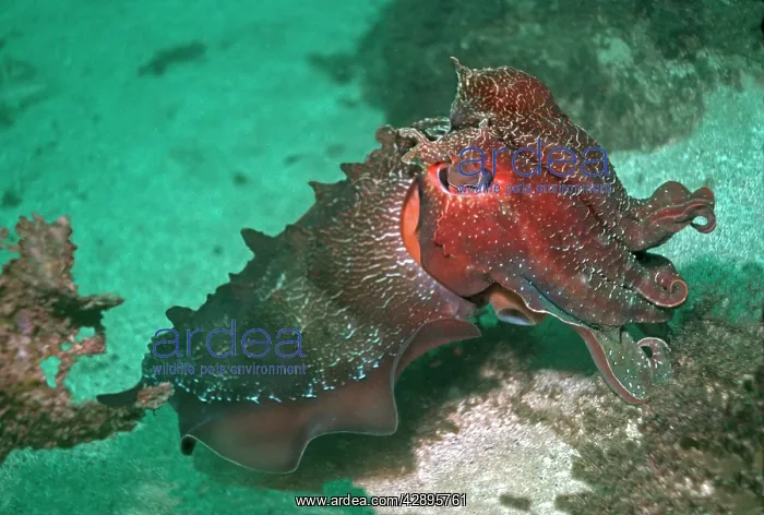 : Giant Cuttlefish - Endemic to southern and eastern : Giant Cuttlefish - Endemic to southern and eastern