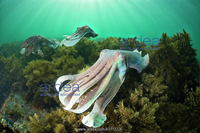 : Giant Cuttlefish (Sepia apama), mating display : Giant Cuttlefish (Sepia apama), mating display