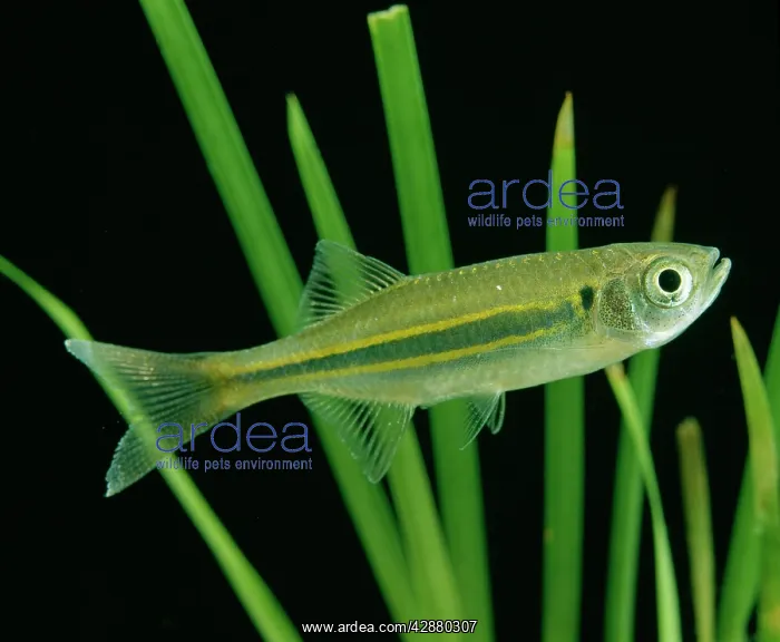 : Giant Danio Fish : Giant Danio Fish