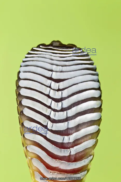 : Giant Day Gecko - foot magnified to show suction : Giant Day Gecko - foot magnified to show suction
