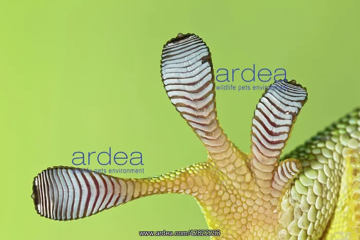 : Giant Day Gecko - foot magnified to show suction : Giant Day Gecko - foot magnified to show suction