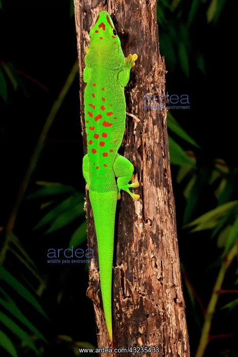 : Giant Day Gecko, Phelsuma madagascariensis : Giant Day Gecko, Phelsuma madagascariensis